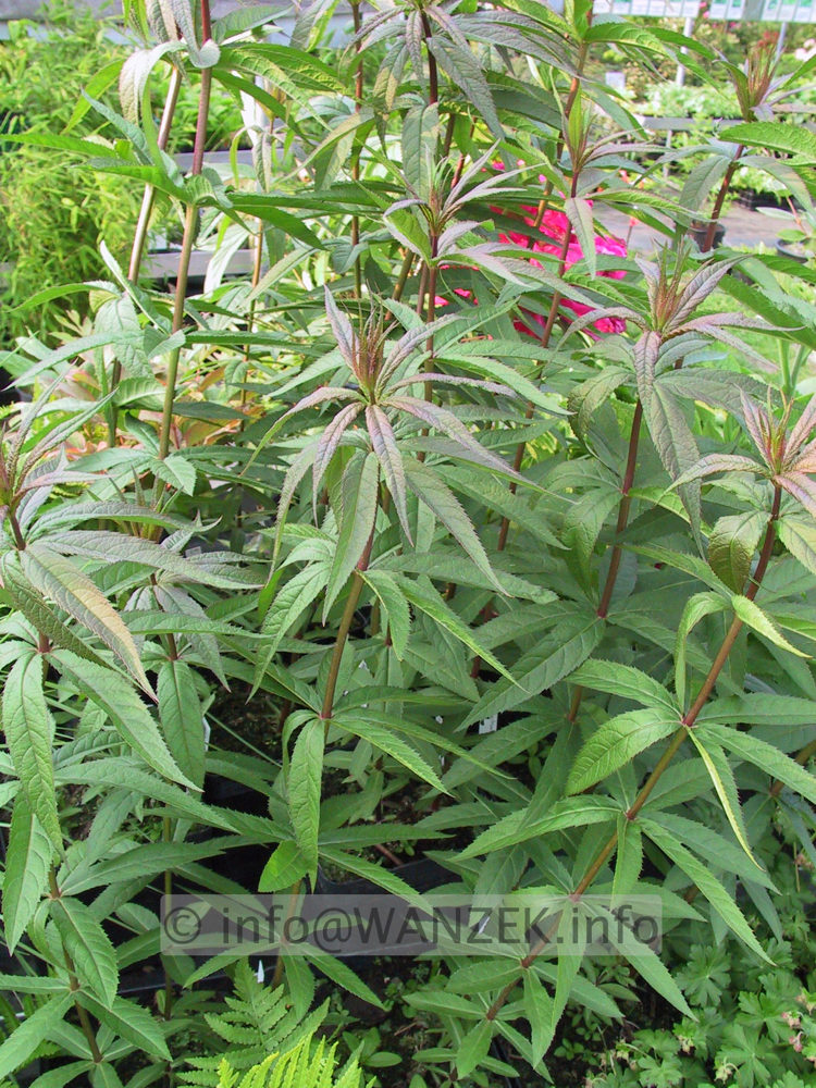 Veronicastrum virginicum 01.JPG